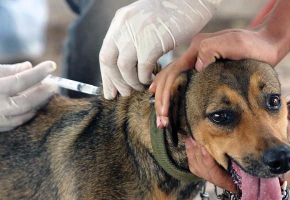 Profilazia da Raiva e outras Zoonoses