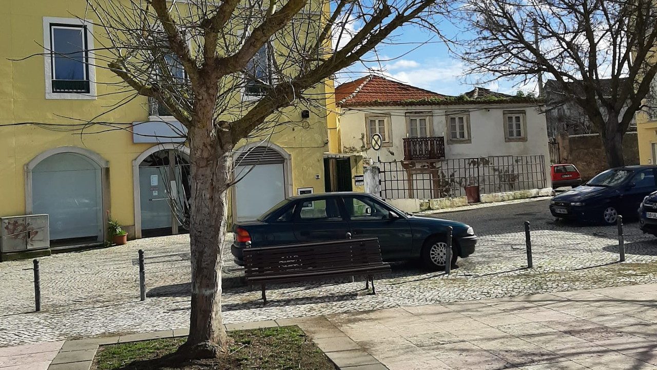 Amora: perigo de queda leva a abate de árvores