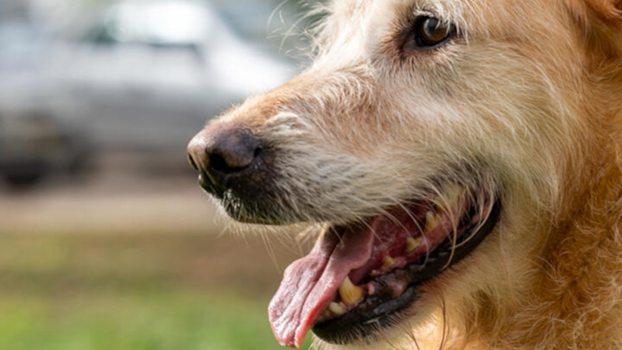 Cãominhada solidária: inscrições abertas