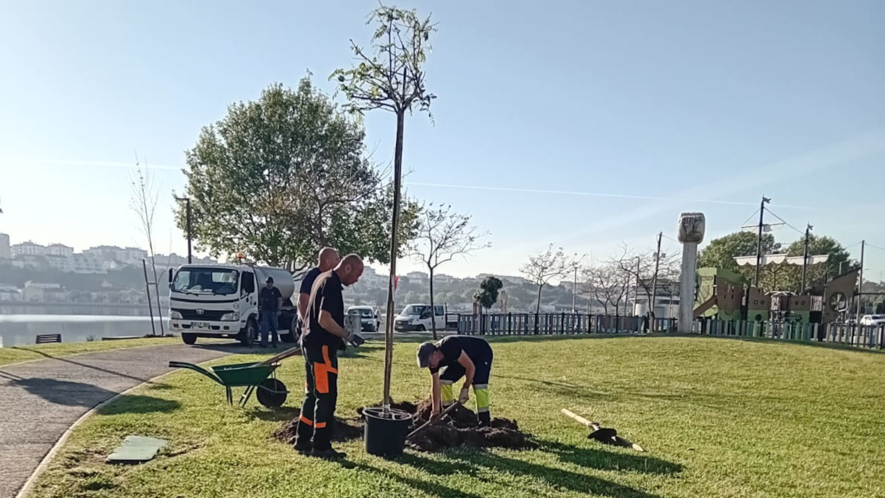 Amora dá continuidade ao Projeto de Arborização