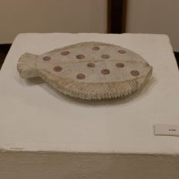 Exposições na SFOA