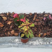 Flores Repostas do Canteiro da Igreja