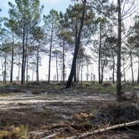 Reflorestação no Parque da Biodiversidade