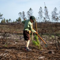 Reflorestação no Parque da Biodiversidade