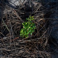 Reflorestação no Parque da Biodiversidade