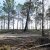 Reflorestação no Parque da Biodiversidade