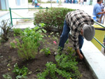 Planta