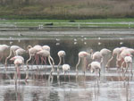 flamingos